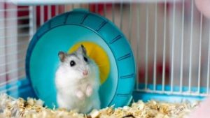 10 Địa Chỉ Mua Chuột Hamster Giá Rẻ Giao Hàng Tận Nơi Uy Tín Nhất TpHCM